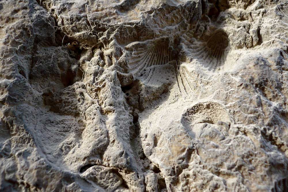 Esempio di roccia arenaria con fossili di conchiglie